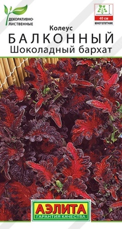 Колеус балконный Шоколадный бархат (Аэлита) - Сезон у Дачи