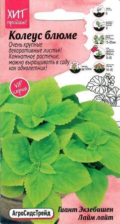 Колеус блюме Гиант Экзебишен Лайм Лайт (АСТ) - Сезон у Дачи