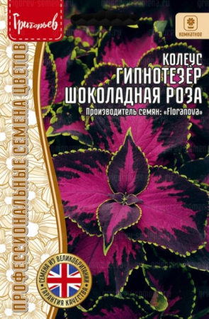 Колеус Гипнотезёр Шоколадная Роза (Mezmerize Chocolate Rose) (Григорьев) - Сезон у Дачи