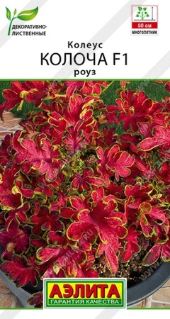 Колеус Колоча F1 Роуз (Аэлита) - Сезон у Дачи