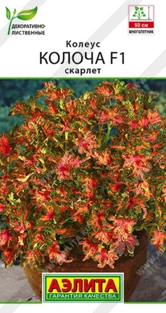 Колеус Колоча F1 Скарлет (Аэлита) - Сезон у Дачи