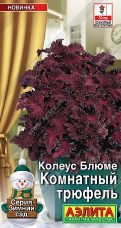 Колеус Комнатный трюфель (Аэлита) - Сезон у Дачи