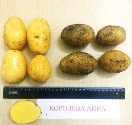 Картофель семенной Королева Анна 1 кг - Сезон у Дачи