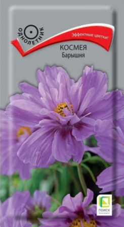 Космея Барышня (Поиск) - Сезон у Дачи