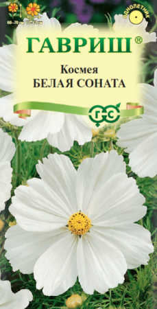 Космея Белая соната (Гавриш) - Сезон у Дачи