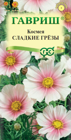 Космея Сладкие грезы (Гавриш) - Сезон у Дачи