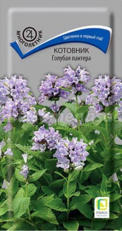 Котовник Голубая пантера 10шт (ПОИСК) - Сезон у Дачи