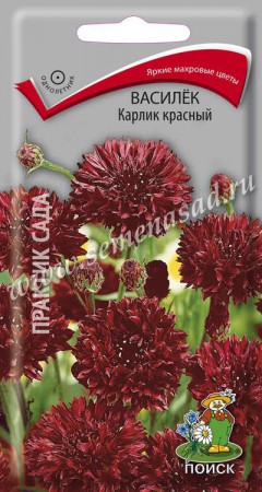 Василек Красный  Карлик - Сезон у Дачи