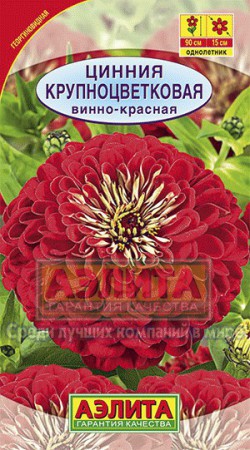 Цинния Крупноцветковая винно-красная - Сезон у Дачи