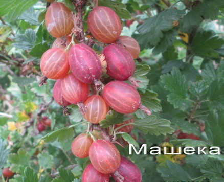 Крыжовник Машека - Сезон у Дачи