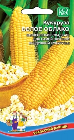 Кукуруза Белое облако (УД) - Сезон у Дачи