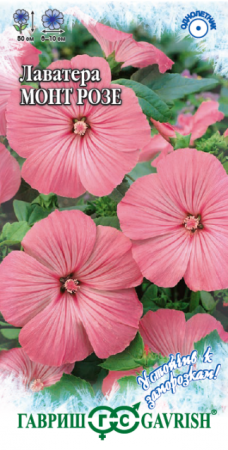 Лаватера Монт Розе (Гавриш) - Сезон у Дачи