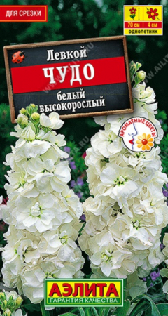 Левкой высокорослый Чудо белый (Аэлита) - Сезон у Дачи