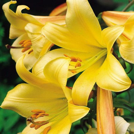 Лилия Голден Сплендор трубчатый гибрид (ВС) - Сезон у Дачи