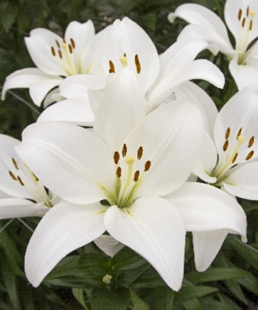 Лилия Кент ЛА-гибрид - Сезон у Дачи