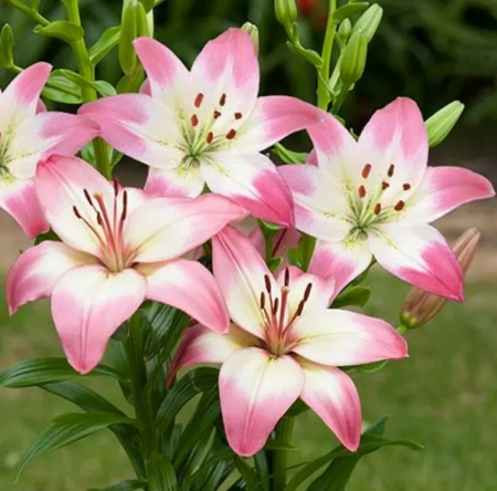 Лилия Леви (ВС) - Сезон у Дачи