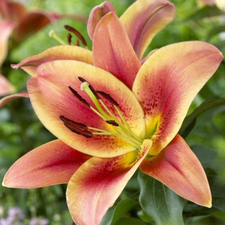 Лилия Монтего Бэй (ОТ гибрид) - Сезон у Дачи