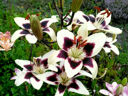 Лилия Патрициас Прайд (АГ) - Сезон у Дачи