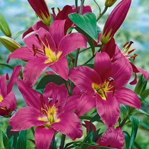 Лилия Пурпл Принц (ОТ гибрид) - Сезон у Дачи