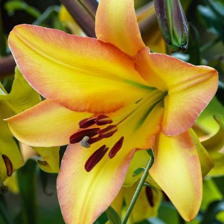 Лилия Райзинг Мун - Сезон у Дачи