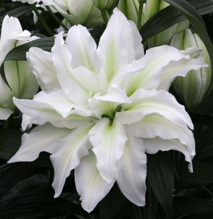 Лилия Роузлили Аиша восточный гибрид махровый - Сезон у Дачи