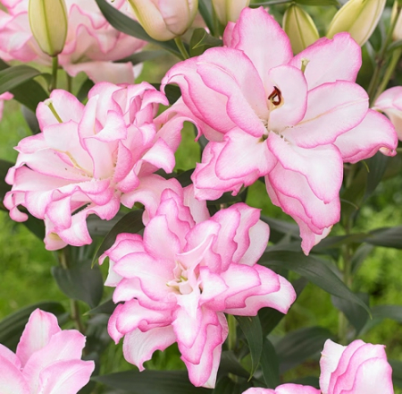 Лилия Роузлили Аннушка восточный гибрид махровый - Сезон у Дачи