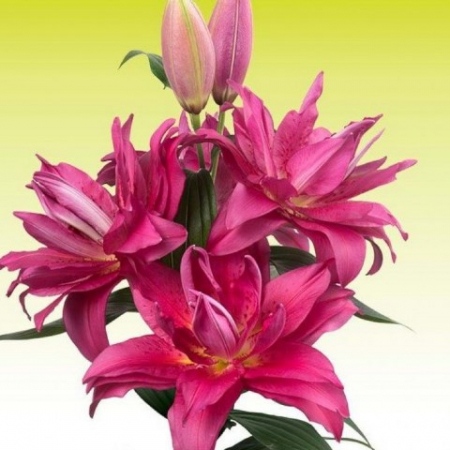 Лилия Роузлили Флоретта восточный махровый гибрид - Сезон у Дачи