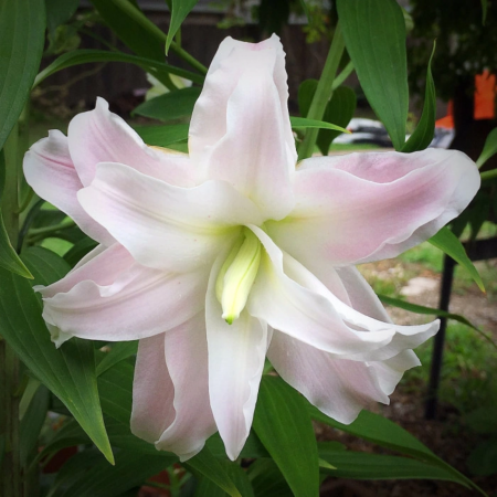 Лилия Роузлили Люция восточный гибрид махровый - Сезон у Дачи