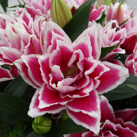 Лилия Роузлили Саманта восточный махровый гибрид - Сезон у Дачи