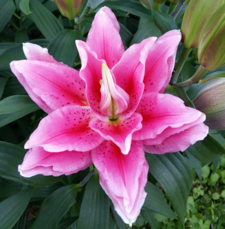 Лилия Роузлили Виола восточный гибрид махровый - Сезон у Дачи