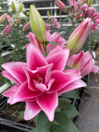 Лилия Роузлили Жасмина восточный гибрид махровый - Сезон у Дачи