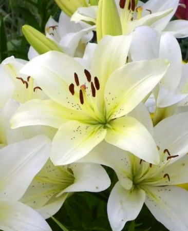 Лилия Сноудон азиатская - Сезон у Дачи