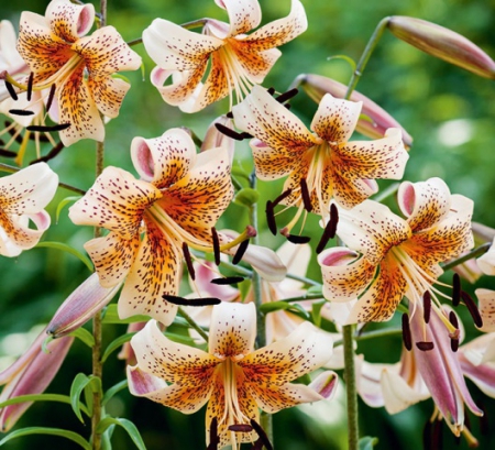 Лилия Тайгер Бейбиз (тигровая) - Сезон у Дачи