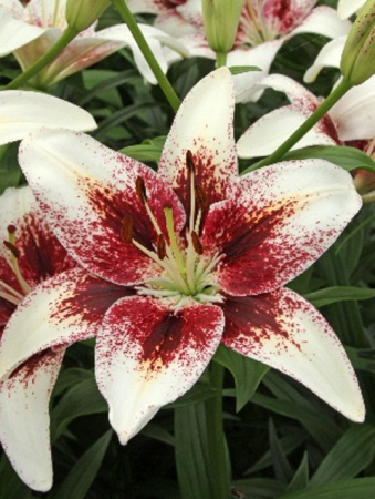 Лилия Трибал Кисс азиатская - Сезон у Дачи