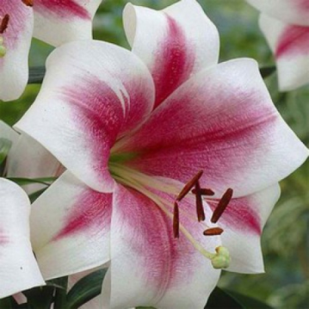 Лилия Триумфатор (ЛО гибрид) - Сезон у Дачи