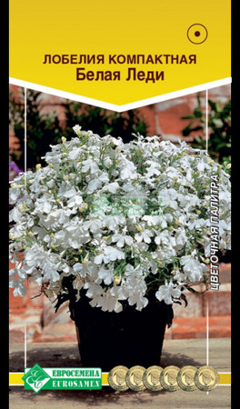 Лобелия Белая Леди компактная (Евросемена) - Сезон у Дачи