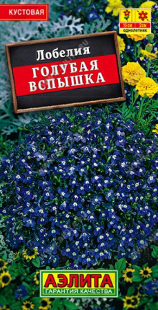 Лобелия Голубая вспышка (Аэлита) - Сезон у Дачи