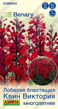 Лобелия Квин Виктория многолетняя (Аэлита) - Сезон у Дачи