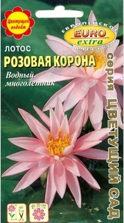 Лотос Розовая корона - Сезон у Дачи