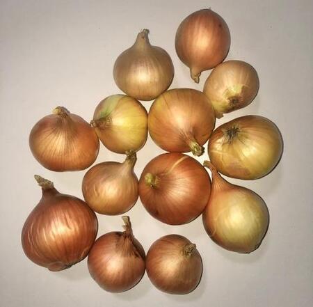 Лук-севок Шалот (Семейный) Любимец Урала 1кг - Сезон у Дачи