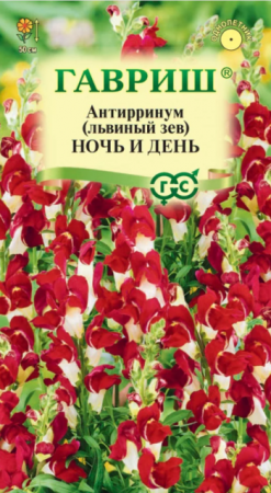 Львиный зев Ночь и день (Гавриш) - Сезон у Дачи