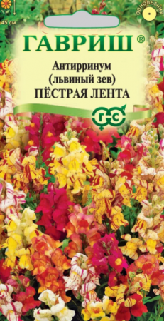 Львиный зев Пестрая лента (Гавриш) - Сезон у Дачи