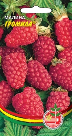 Малина Громила (ГС) - Сезон у Дачи