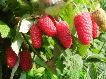 Малина Краса России (ВС) - Сезон у Дачи