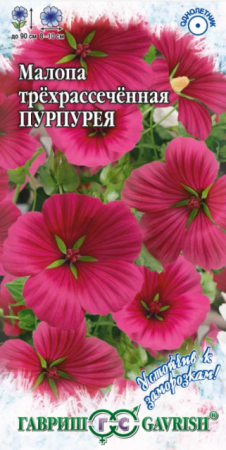 Малопа Пурпурея (Гавриш) - Сезон у Дачи