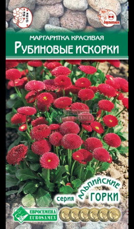 Маргаритка Рубиновые Искорки (Евросемена) - Сезон у Дачи