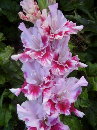 Гладиолус Мерцающие бабочки 573-с-06 - Сезон у Дачи