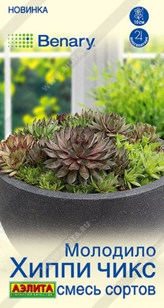 Молодило Хиппи Чикс смесь (Аэлита) - Сезон у Дачи