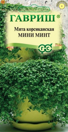 Мята Мини минт корсиканская (Гавриш) - Сезон у Дачи