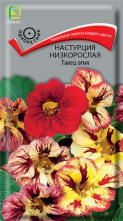 Настурция Танец огня (Поиск) - Сезон у Дачи